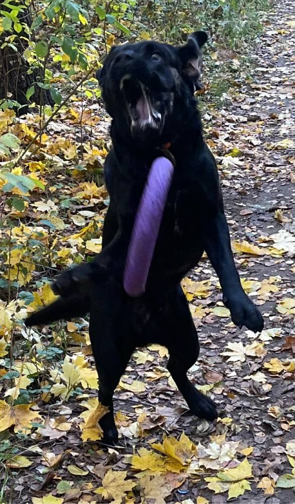 Породы собак, которые так похожи друг на друга