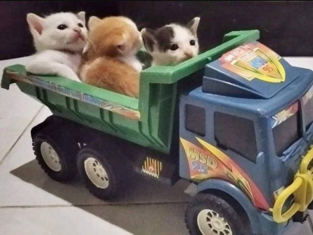 "Купил коту игрушку" и другие картинки