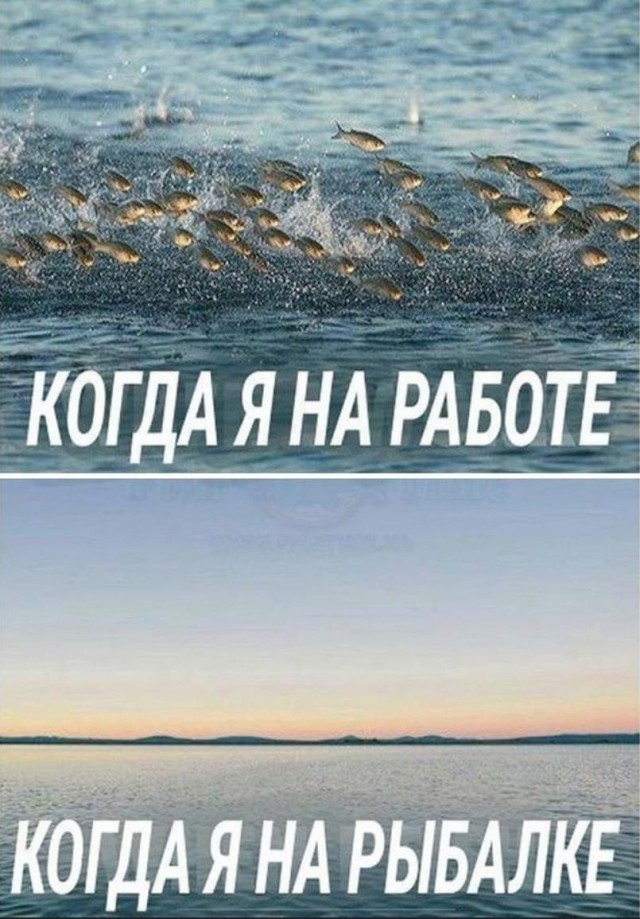 Рыбов, показываю. Красивое