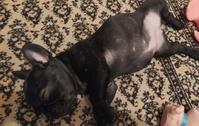 Много спят и мало гуляют: ТОП-5 ленивых собак, которые подойдут неактивным людям