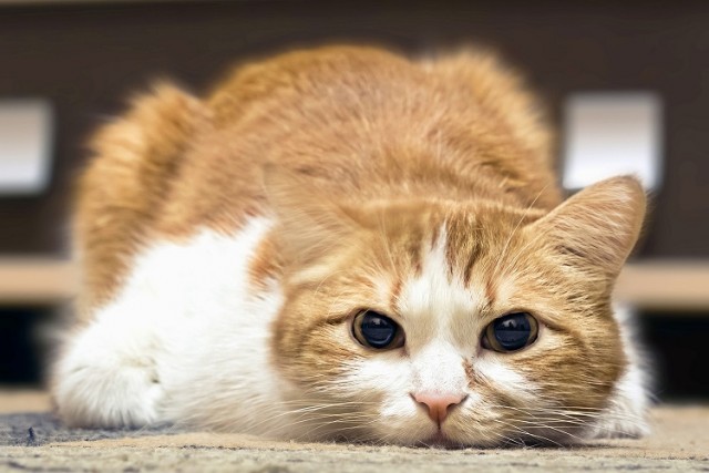 Замучившие кота Кузю северодвинцы получили 3,6 и 3,2 года колонии