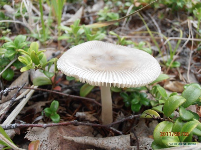 Природа Забайкалья