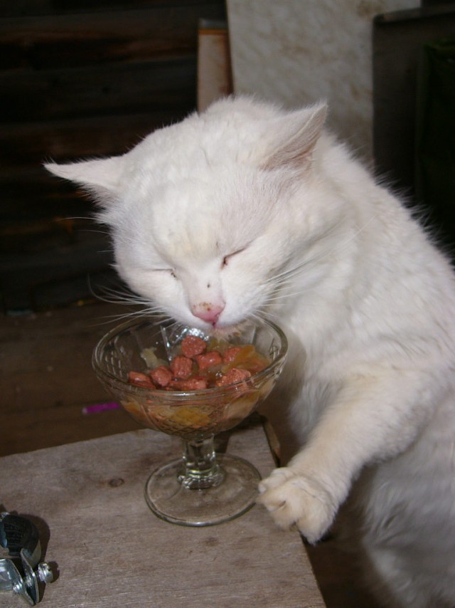Белый, ласковый кот, повышенной пушистости