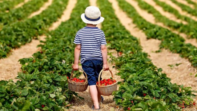 Раскрыт секрет устойчивости российской экономики - россияне массово становятся огородниками