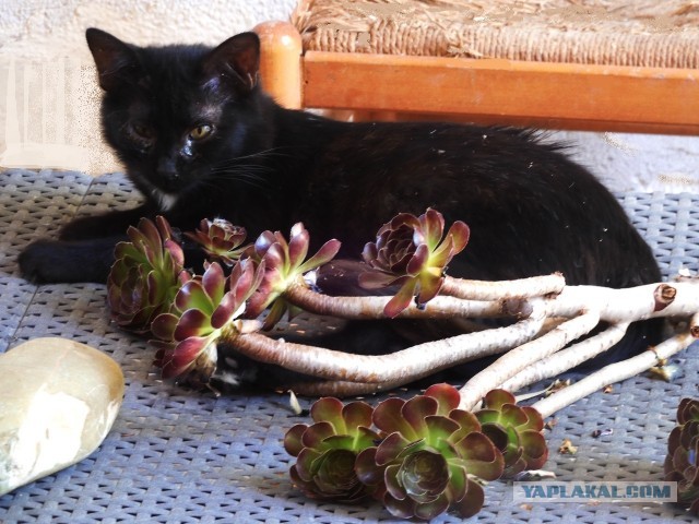 Котовторник. Немного сицилийских котов.