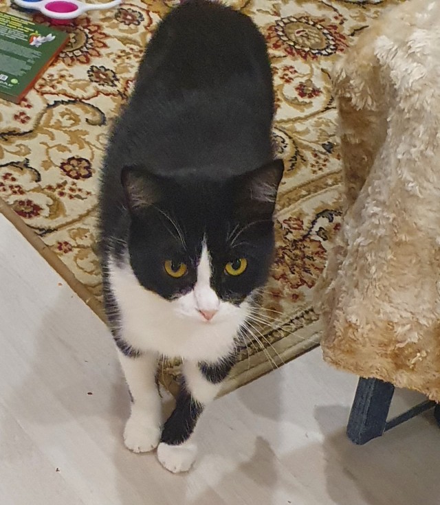 Ура! Котовторник.
