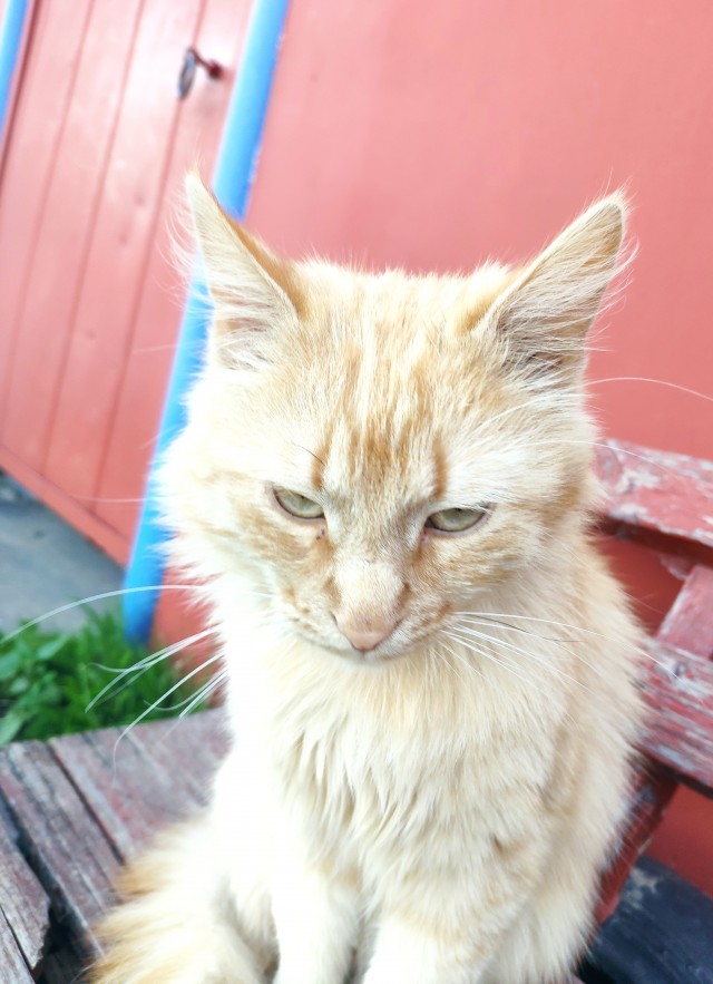 Ура! Котовторник.
