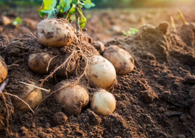 В Салехарде собран первый урожай арктического картофеля