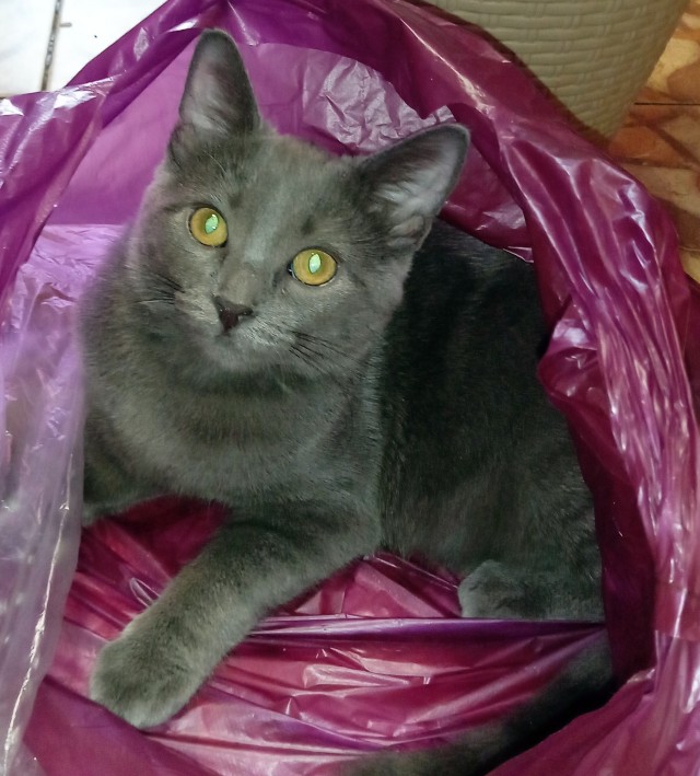 На котовторник