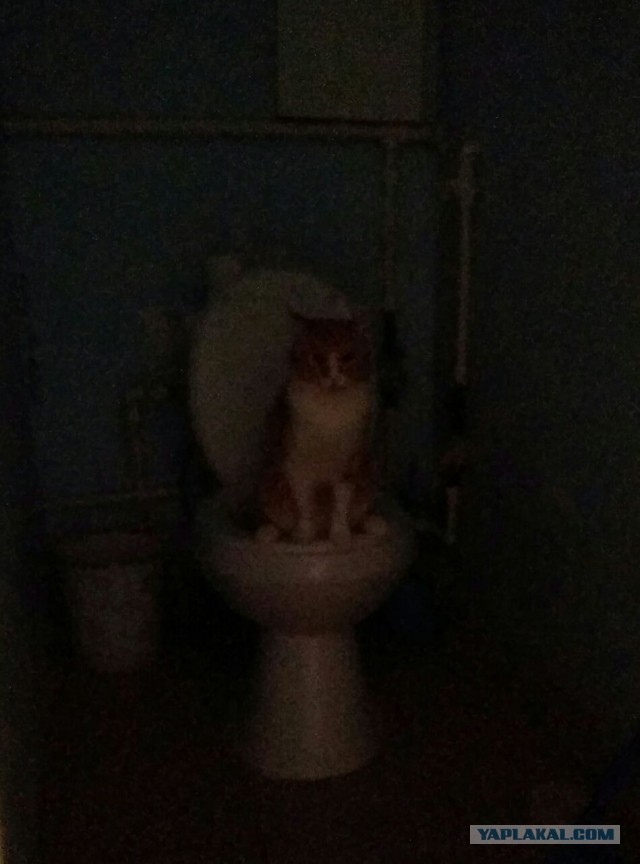 Вторник, ваши коты и кошки в студию