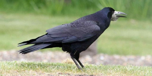 Эти интересные грачи