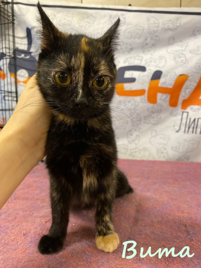 Жизнь домашнего приюта "Котоленд" 382