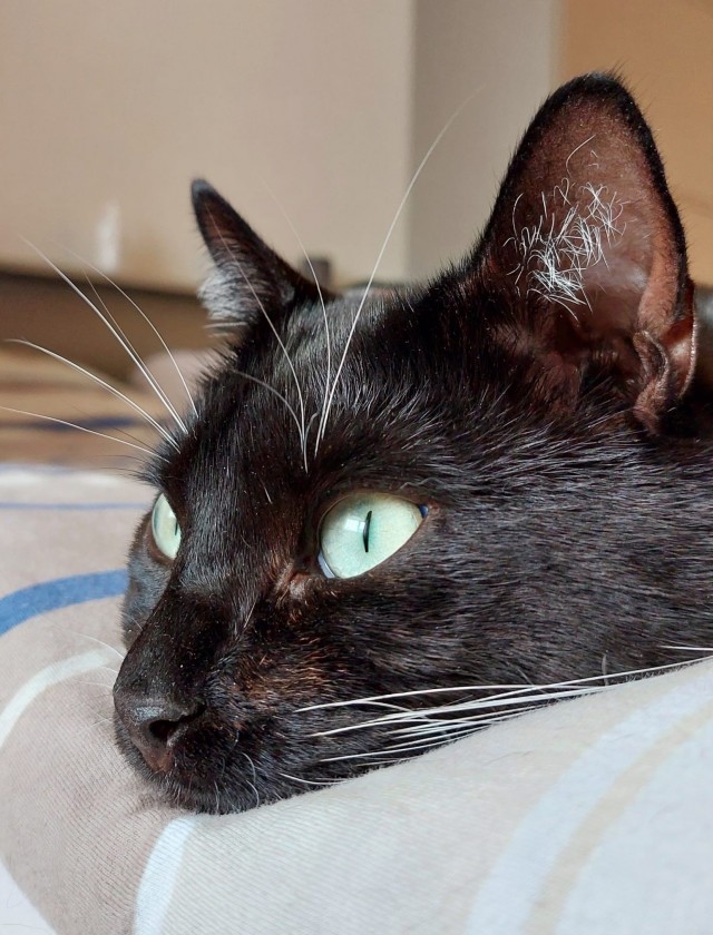 Котовторник