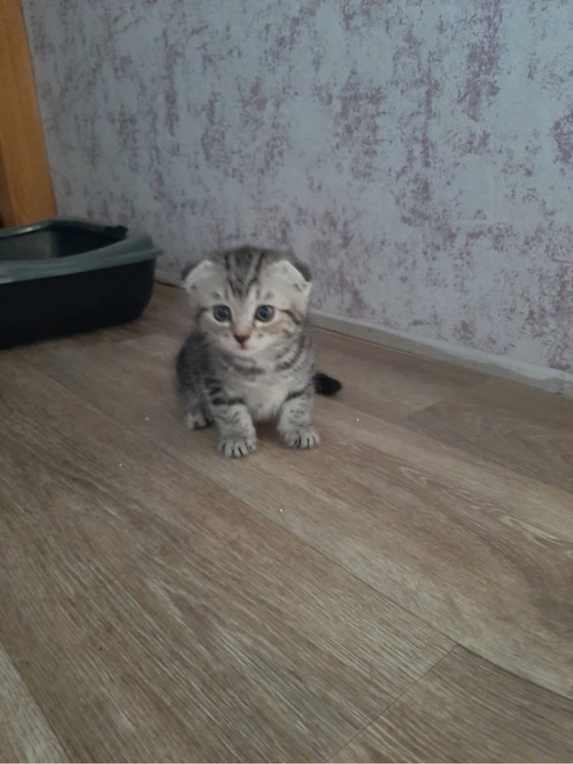 Котовторнику посвящается. Счастья привалило