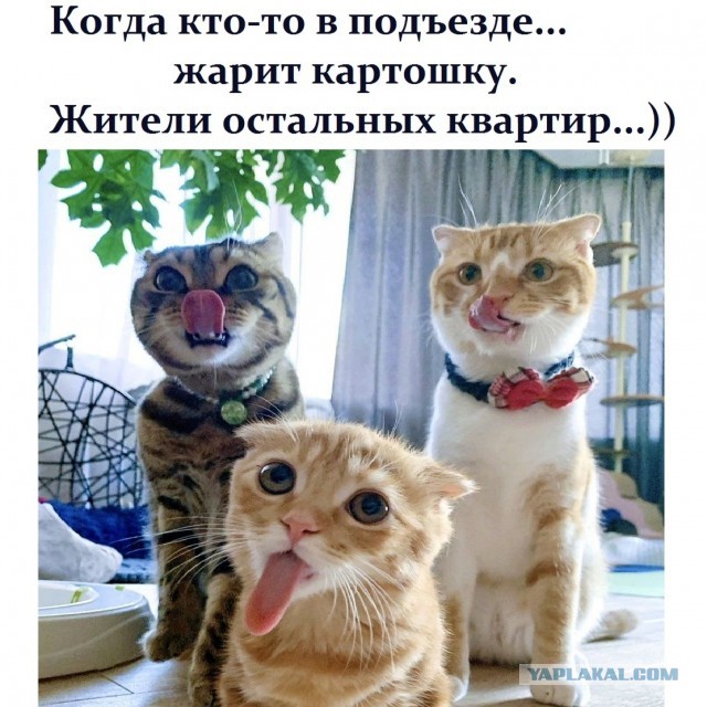 Поздний ужин сильной независимой женщины