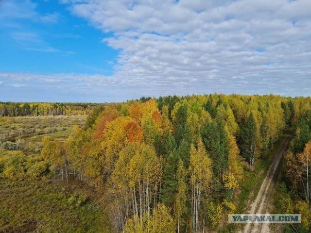 Осень золотая