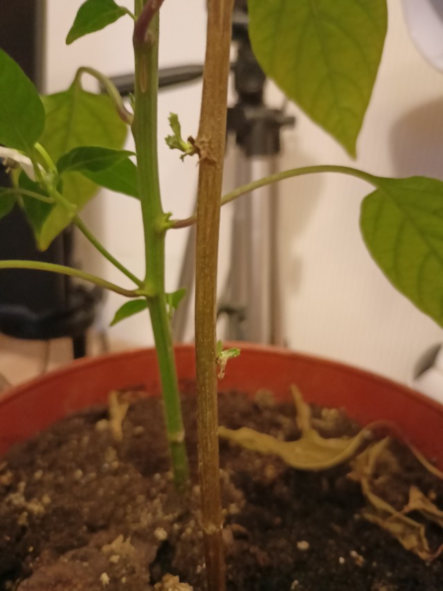 Палка пустила отростки