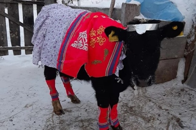 Самую красивую корову выбрали в Якутии