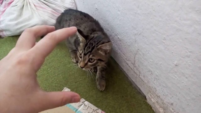 Китайская горная кошка