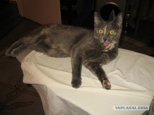 Котовторник 30.04.2013