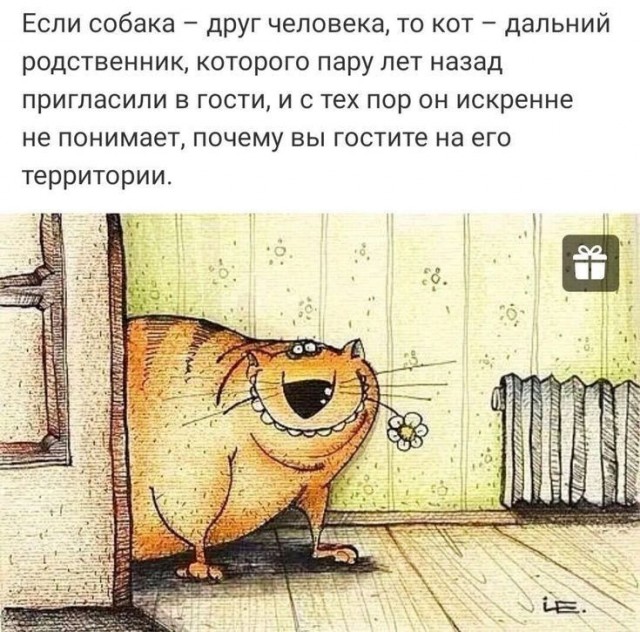 Хоть и не котовторник...