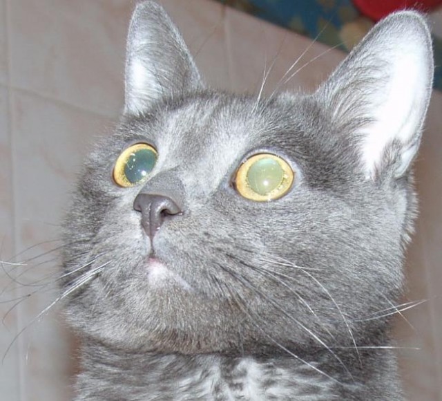 Нос моей мадамы