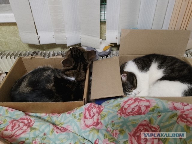 Котовторник уже пришёл?