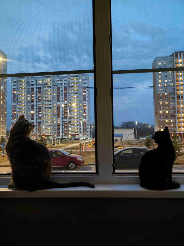Всех с котовторником