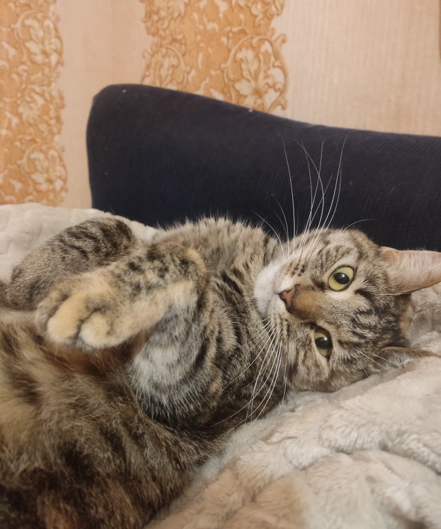 Подборка котов, нашедших свой дом