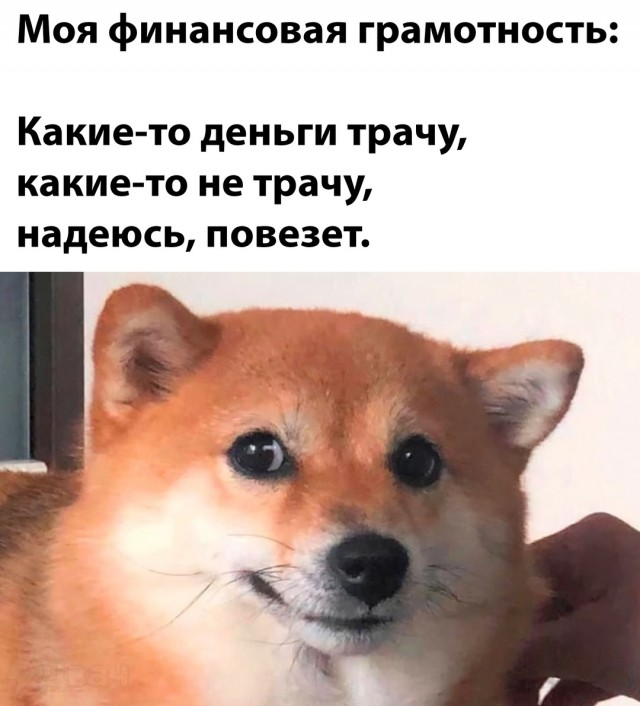 Весёлый полтишок 10.12.24