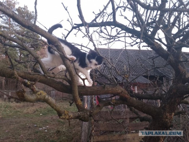 Жизнь домашнего приюта для котеек 525