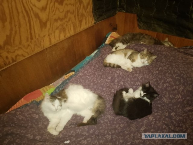 Жизнь домашнего приюта для котеек 536