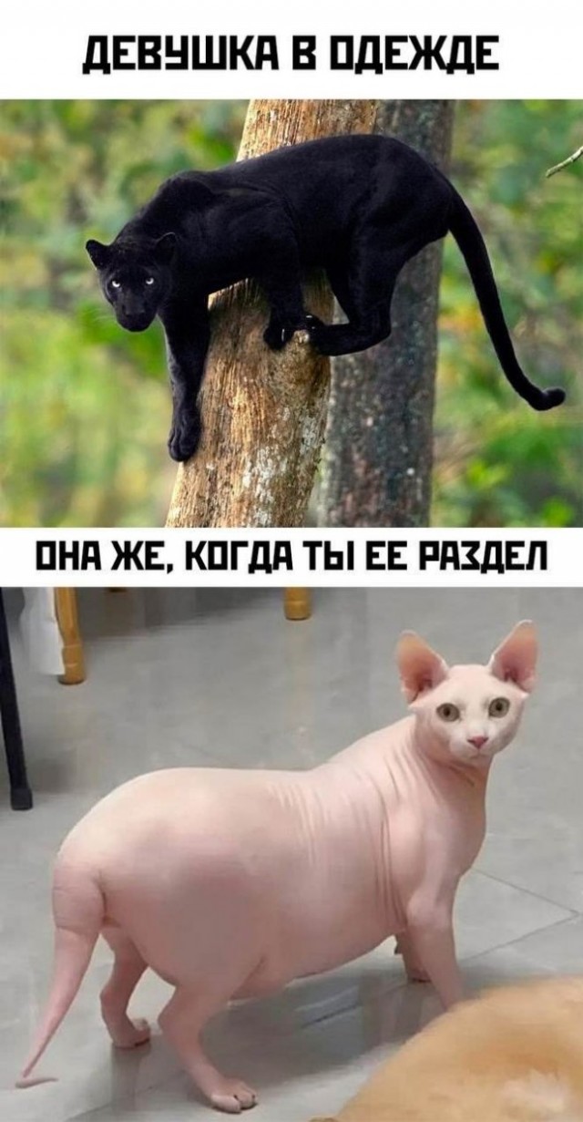 Веселые картинки в пятницу (23.05)
