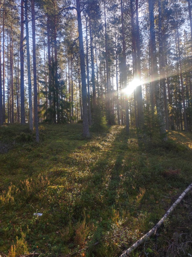 В лесу