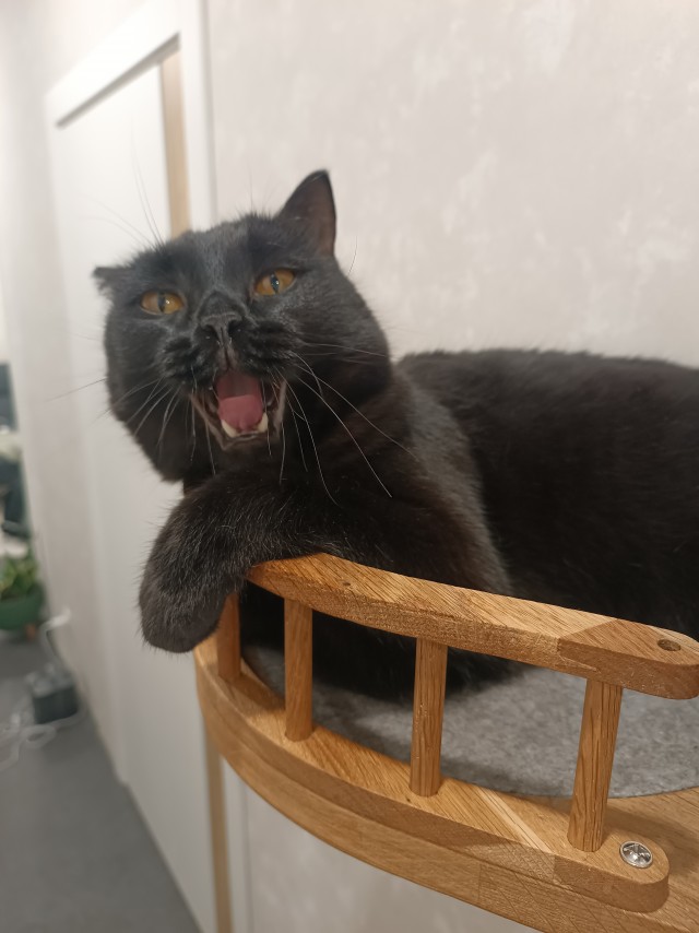 Чёрный котовторник