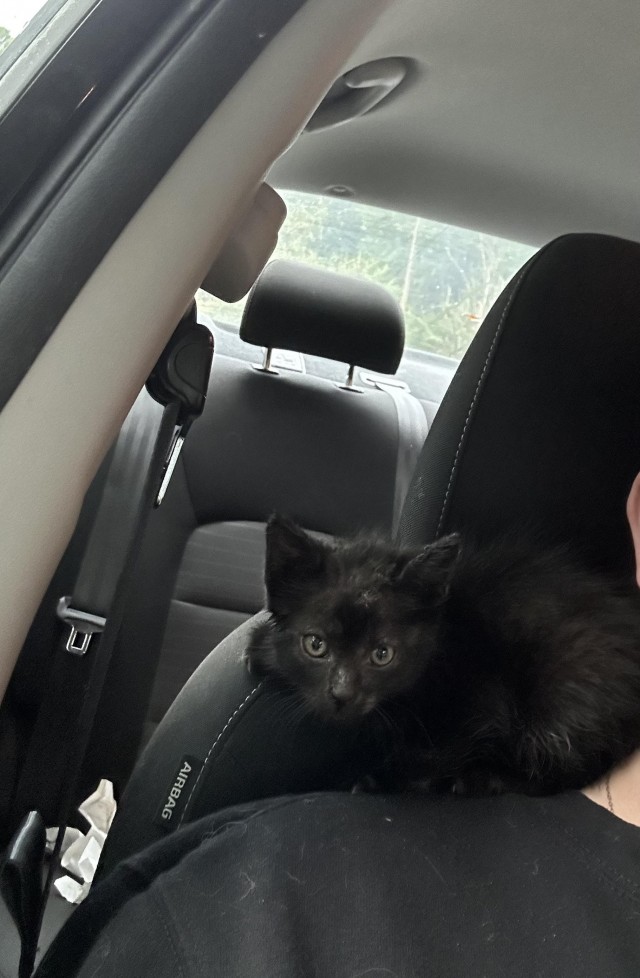 Чëрный, смелый, маленький (котовторник)