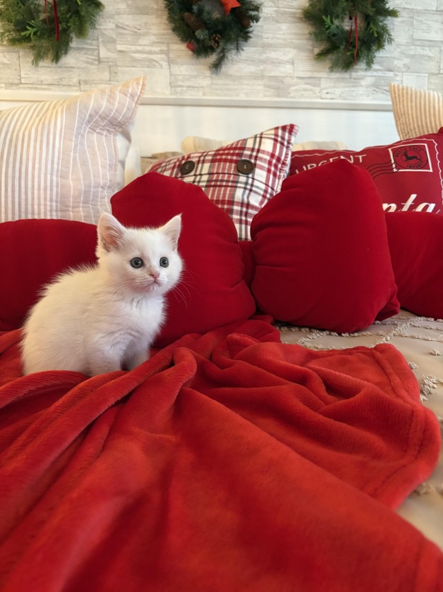 Маленькая милота для котовторника