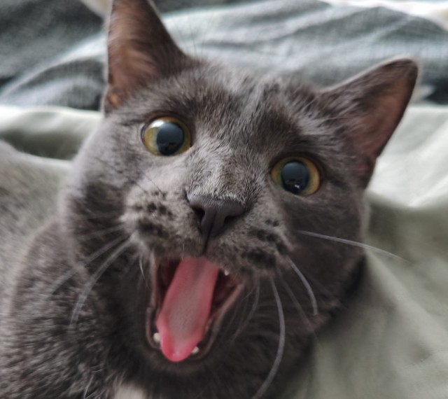 Любвеобильные котики