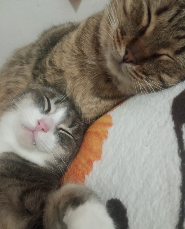 Друзья (котовторник)