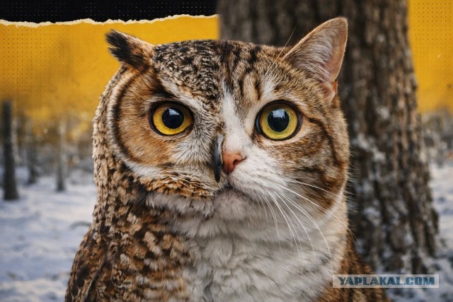 В сети завирусился кот, который просит от хозяина что-то необходимое ему прямо сейчас