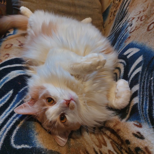 Котовторник. Маруселла.
