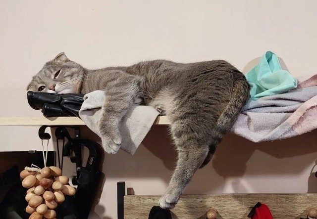 К котовторнику: знакомтесь: Сёма