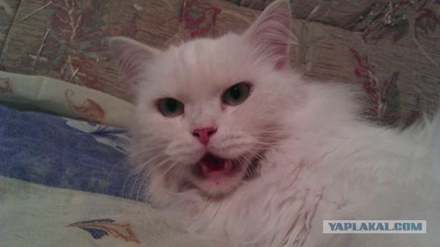 Котовторник 8.10.2013