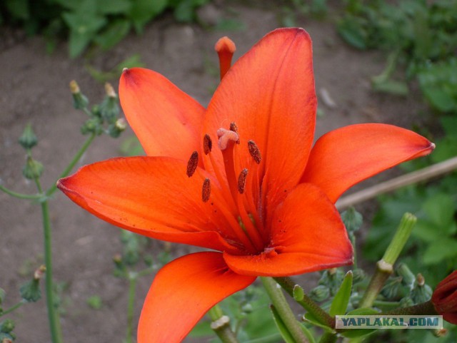 2-й транш пиваса для рукожопа или гараж