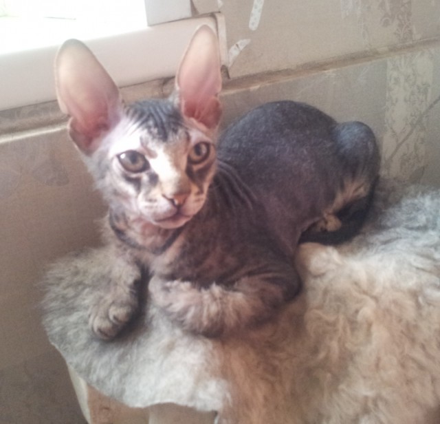 Котовторник  25.03.2014