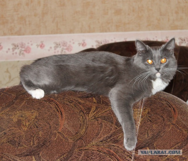 Котовторник 01.07.2014