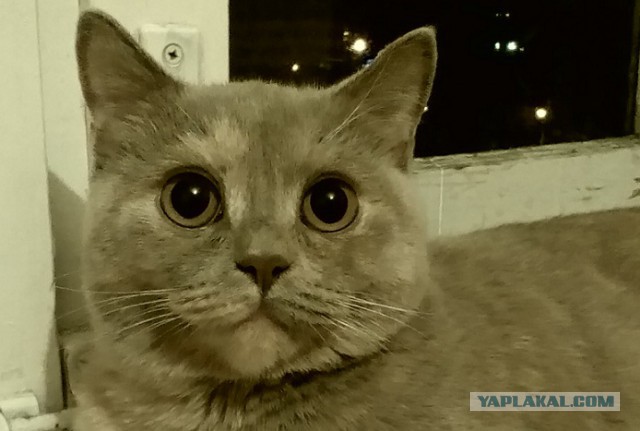 Котовторник 05.08.2014