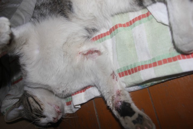 Как я котана выручал