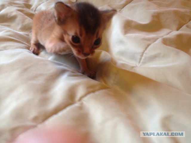 Котовторник 02.09.2014