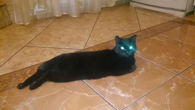 Котовторник 25.11.2014
